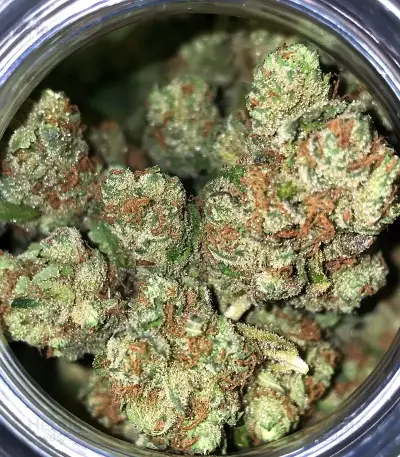 Obama Kush Seeds