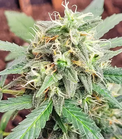 Graines de Purple Juice Auto (Herbies Seeds)