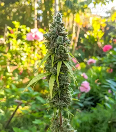Semi Femminizzati Purple Mango Kush (Delicious Seeds)