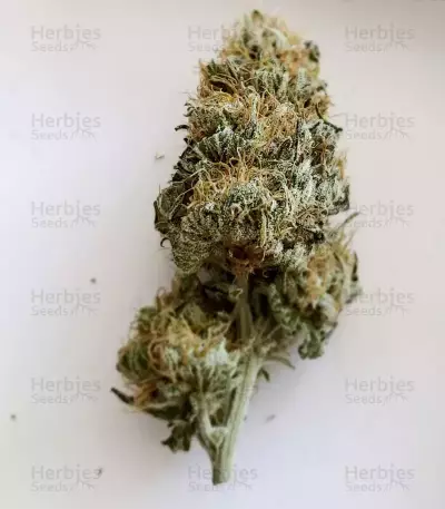 Purple Wreck (Reserva Privada)