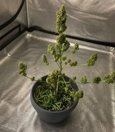 Quick One Auto Seeds (Royal Queen Seeds)