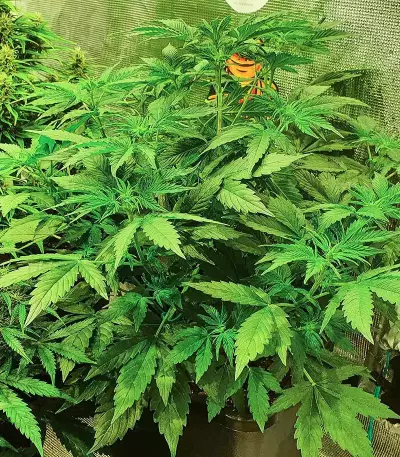 Runtz Auto (Barney's Farm) feminized seeds