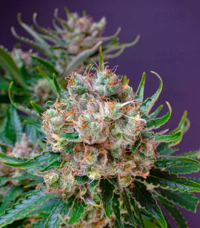 Sementes Feminizadas de Strawberry Lemonade (Barney's Farm)