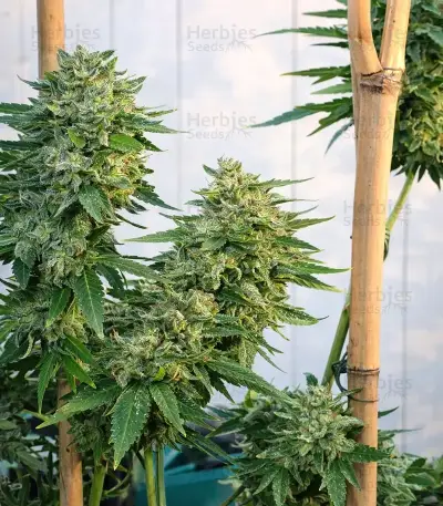 Super Sour Diesel Seeds