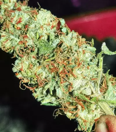 THC Bomb Seeds