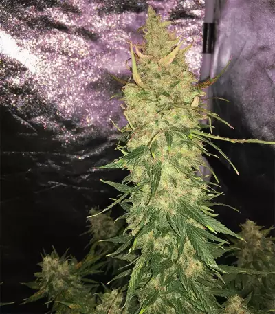 Semi femminizzati Trans Siberian Auto