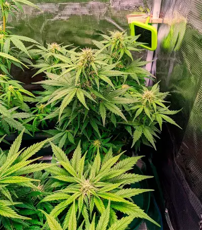 Cheese Autoflower (Herbies Seeds)