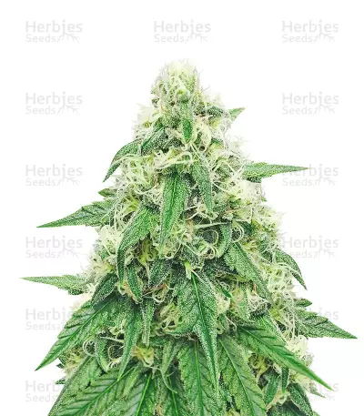 Graines de cannabis Neville's Haze (GHS)