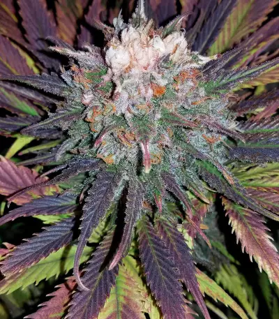 818 Headband