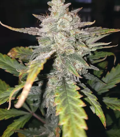 Original Auto Chemdawg Seeds