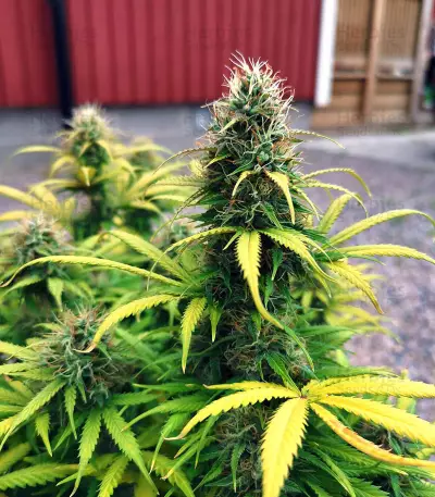 Original Auto Critical Seeds