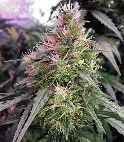 AK420 Seeds