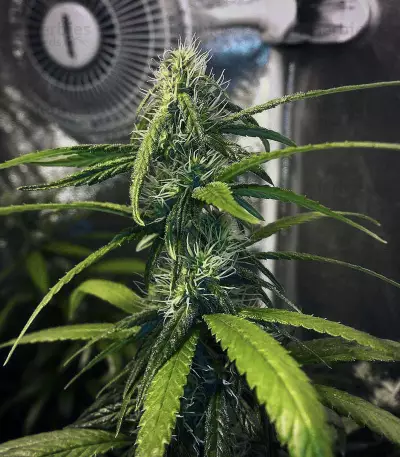 Amnesia Mistery Seeds