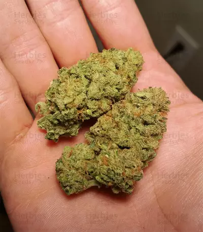 Amnesia OG regular strain