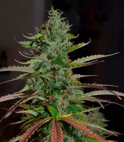 Auto Banana Blaze feminized seeds