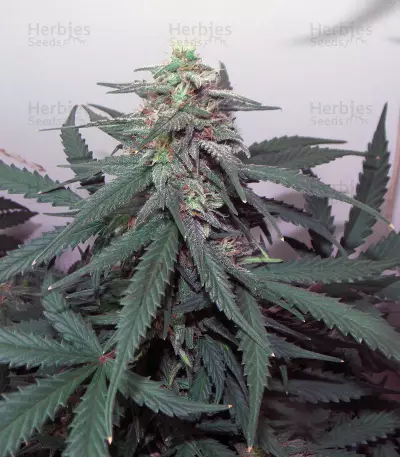 Auto AK XXL strain
