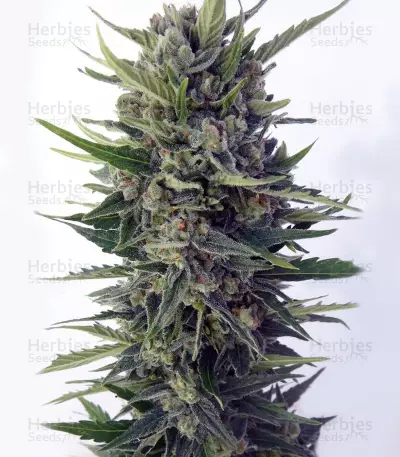 Auto Malawi x Northern Lights