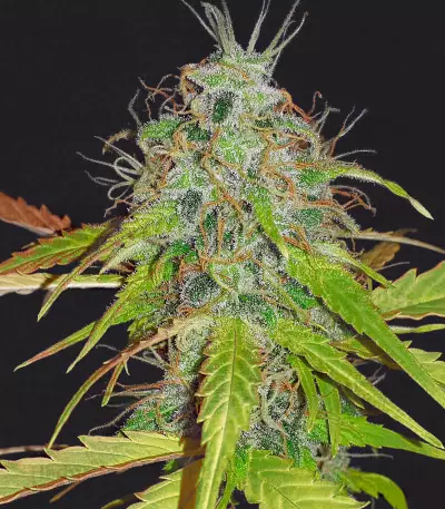 Graines de cannabis Auto Chemdog (Auto Seeds)