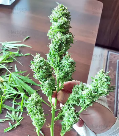 BCN Critical XXL