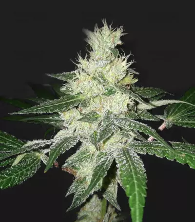 Bangi Congo x Panama (Ace Seeds)