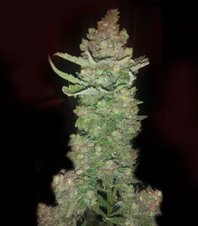 Buddha Magnum Auto Regular seeds