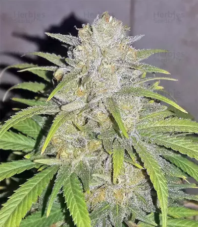 Critical Seeds
