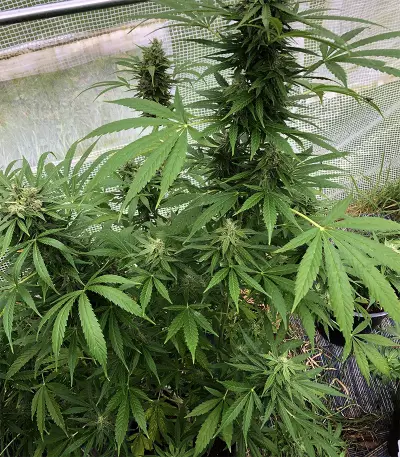 Diesel Auto Seeds