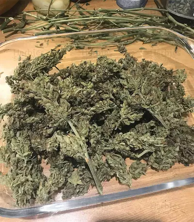 Dr. Grinspoon (Barney's Farm)