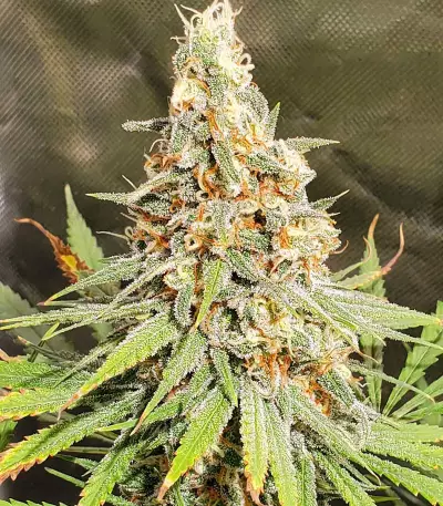 Graines féminisées de Gorilla Cookies (Big Head Seeds)