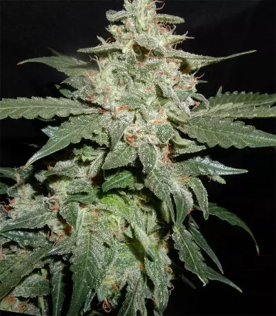 Haze Autoflowering CBD (Dinafem Seeds)