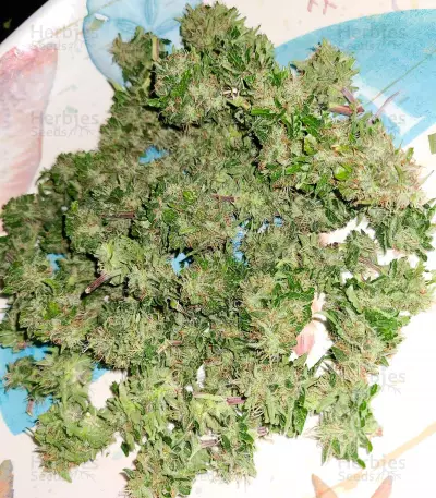 Hindu Kush feminized seeds