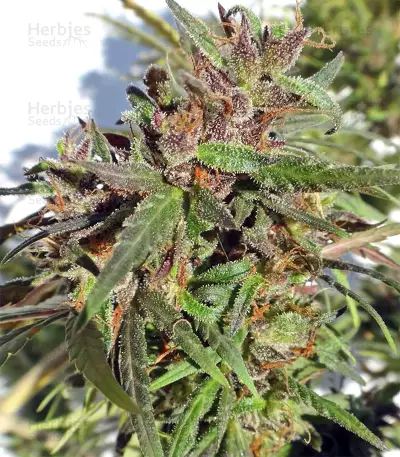 Honduras Seeds
