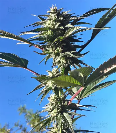 Kali China Seeds