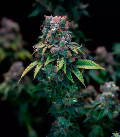 Graines de cannabis Kali Dog (RQS)