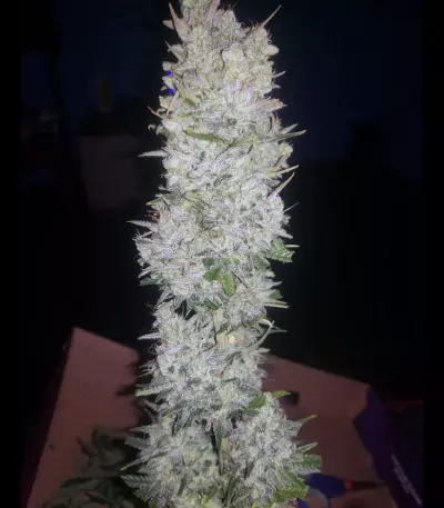 LSD Auto (Barney's Farm)