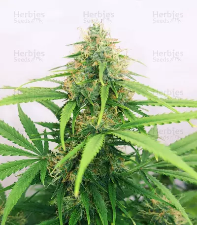 Semi Femminizzati Orange Buddy Auto (Herbies Seeds)