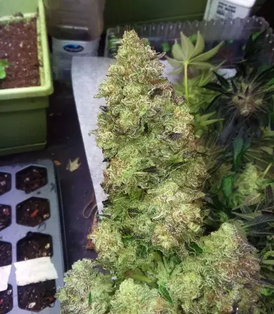 Purple Kush Seeds