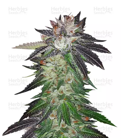 Graines de cannabis Purple OG#18 (Reserva Privada)