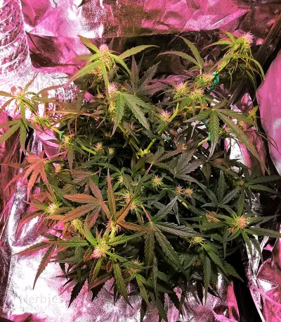 Purple Punch Seeds (Seedstockers)