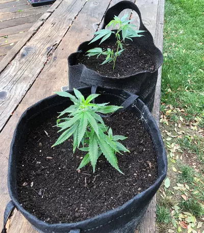 Sherbert (Blackskull Seeds)