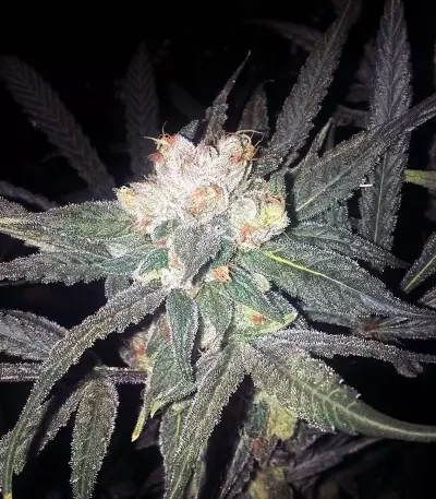 Graines de cannabis Sour Tangie (Reserva Privada)