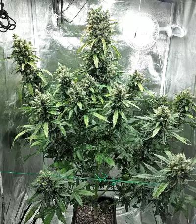 Super Skunk Seeds (Seedstockers)