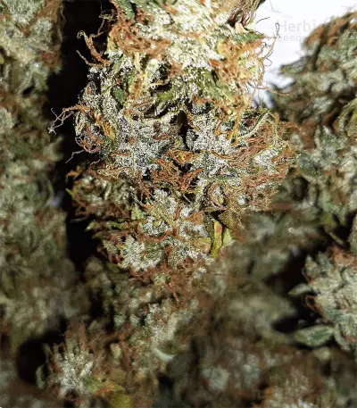 Sweet Tooth Auto fem Seeds
