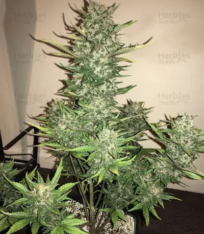 Tangie'matic Auto Seeds