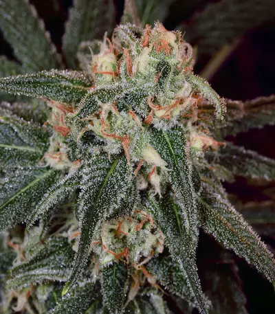 Thin Mint Crack Seeds