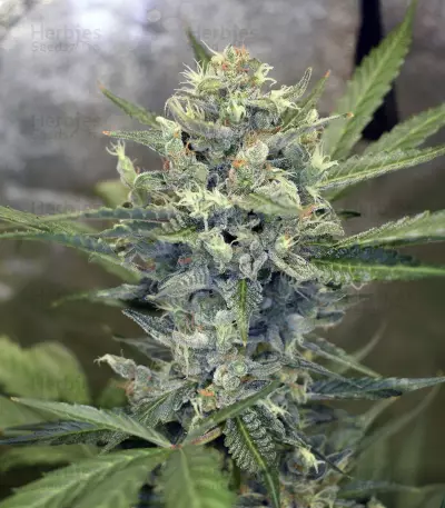 Wedding Cake Auto feminized seeds (Original Sensible Seeds)