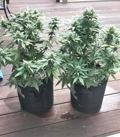 Blue Cheese Automatic cannabis strain