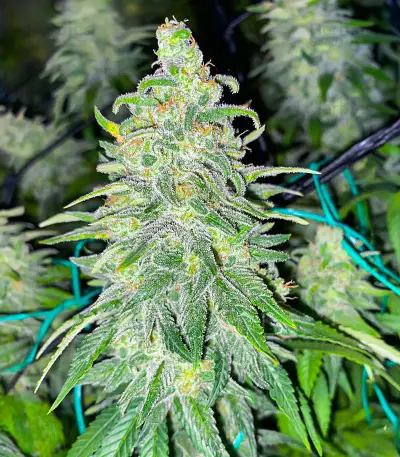 Dozy Whale Seeds (AlphaFem Seeds)