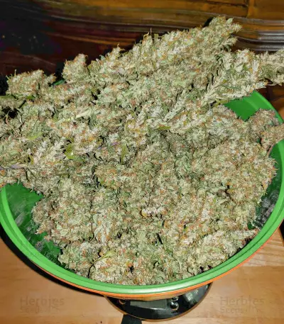 Dream Berry (Female Seeds)