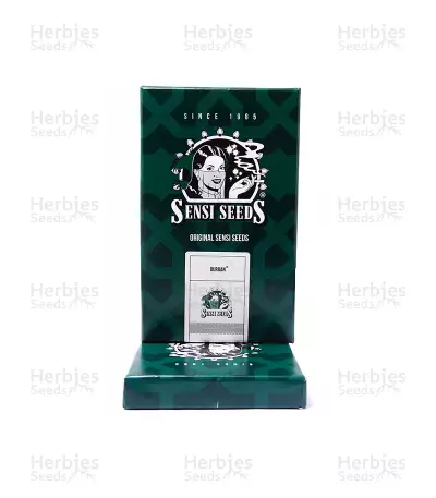 Graines de cannabis Durban regular (Sensi Seeds)